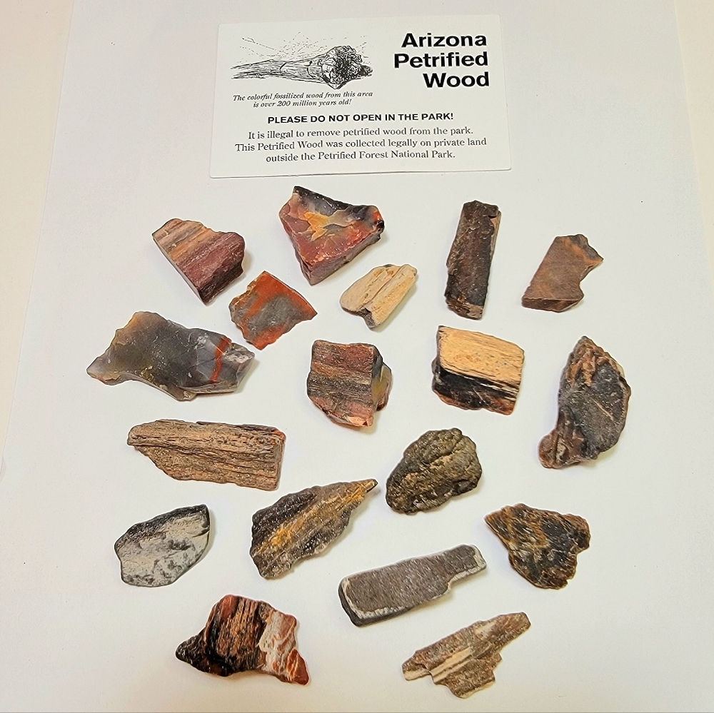 Rare Arizona Petrified Wood Fossil Lot + Organza Gift Carry Pouch